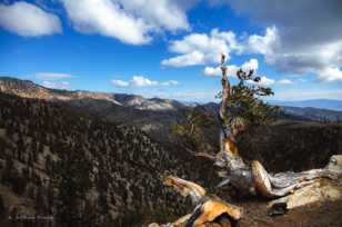 Bristlecone Pine-9086